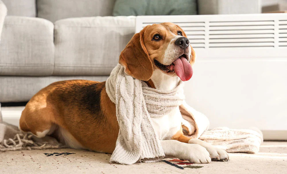 Best Daily Habits For A Healthy Dog