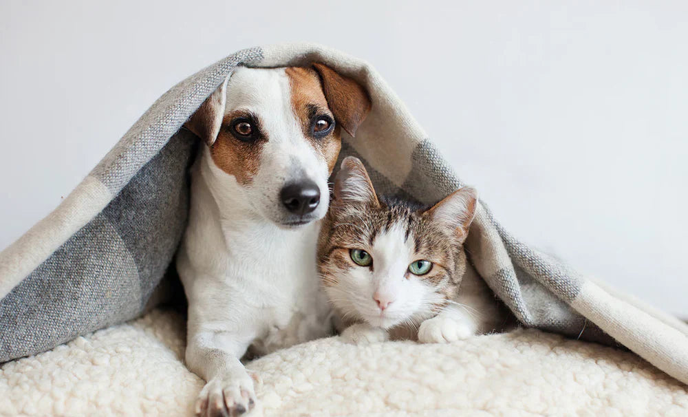 How To Keep Cats And Dogs Comfortable In Winter